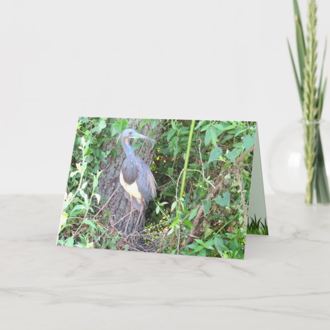 Tri-Färg Heron Bygger ett bo Kort (Framsida)