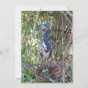 Tri-Färg Heron på Nest med platta äggkort Kort