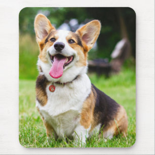 Tri färg Pembroke Welsh Corgi Puppy Hund Musmatta