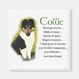 Tri Färg Rough Collie Gifts Magnet
