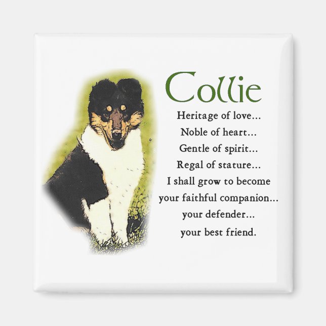 Tri Färg Rough Collie Gifts Magnet (Framsidan)