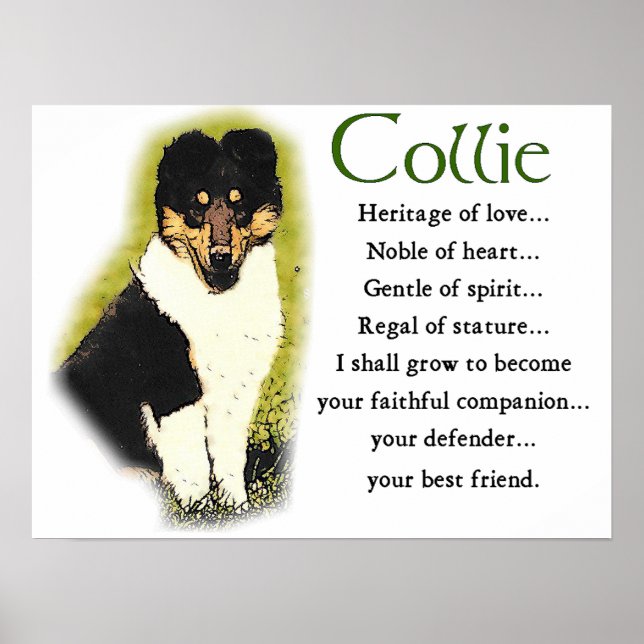 Tri Färg Rough Collie Gifts Poster (Framsidan)