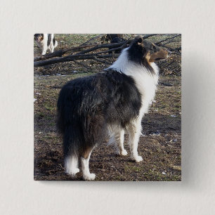 Tri-färg Rough Collie Knapp