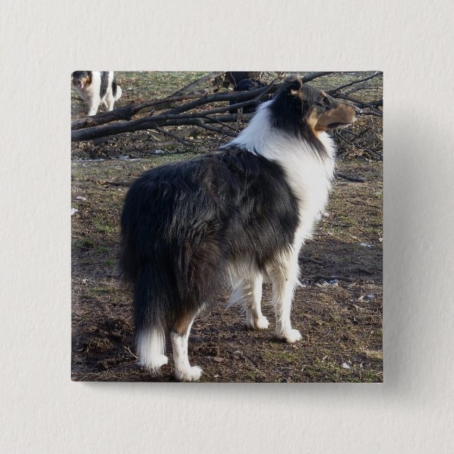 Tri-färg Rough Collie Knapp (Framsida)