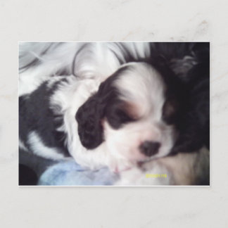 Tri färgad cocker spaniel puppy vykort