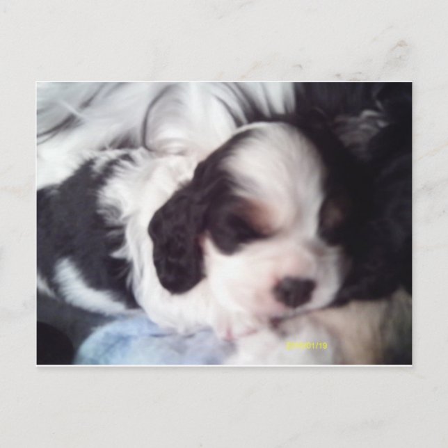 Tri färgad cocker spaniel puppy vykort (Framsida)