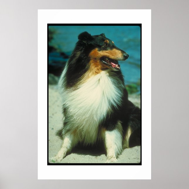 Tri-Färgad Collie Poster (Framsidan)