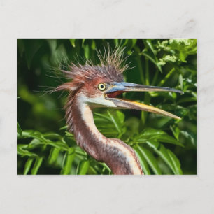 Tri-färgad Heron med vykort för dålig Hårdag