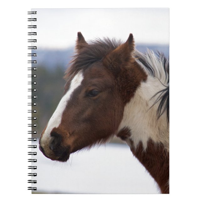 Tri-Färgad Horse Anteckningsbok (Framsidan)