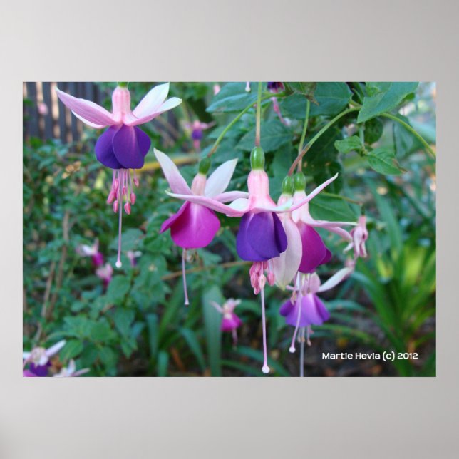 Tri-Färgad Klockor Poster (Framsidan)