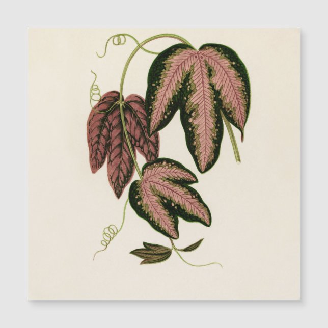 Tri-färgad Passion Vine (Passiflora Trifasciata) (Framsida)