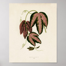 Tri-färgad Passion Vine (Passiflora Trifasciata) Poster