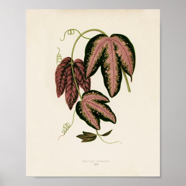 Tri-färgad Passion Vine (Passiflora Trifasciata) Poster (Framsidan)