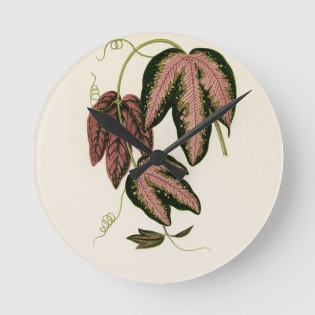 Tri-färgad Passion Vine (Passiflora Trifasciata)  Rund Klocka (Framsida)