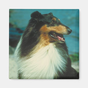 Tri-Färgat Colliebuselag Magnet