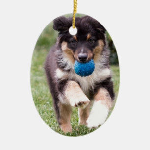 Tri kulör australian shepherdvalp julgransprydnad keramik