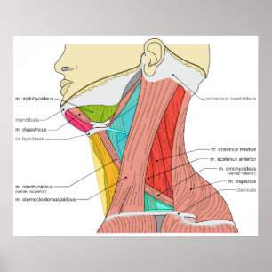 Trianglar av nacken tränga sig in det Anatomical Poster