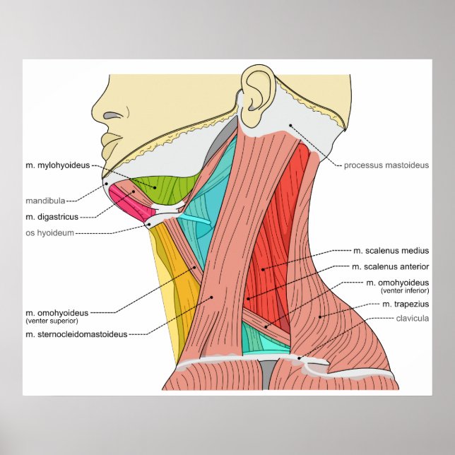 Trianglar i Nacke muskler Anatomiskt diagram Poster (Framsidan)