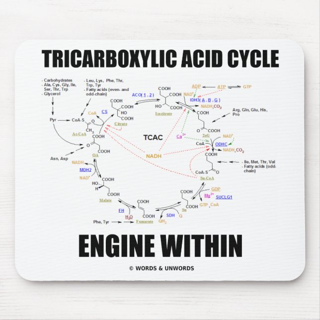 Tricarboxylic syra cyklar motorn inom Krebs cyklar Musmatta (Framsidan)