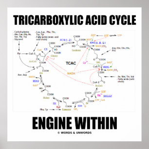 Tricarboxylic syra cyklar motorn inom Krebs cyklar Poster