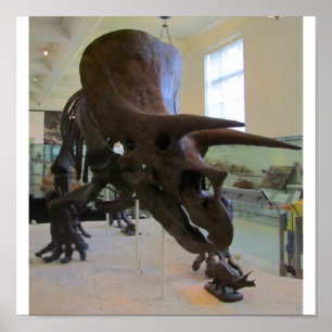 Triceratops Poster