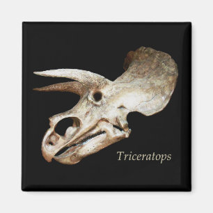 Triceratops Skalle Magnet