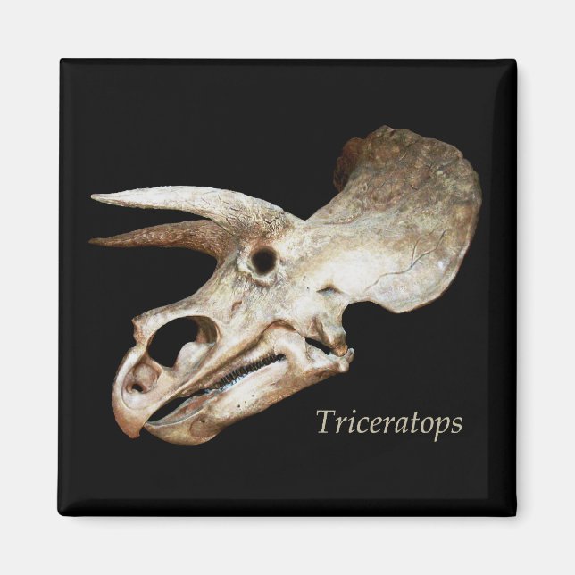 Triceratops Skalle Magnet (Framsidan)