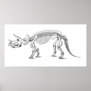 Triceratops Skeleton Poster