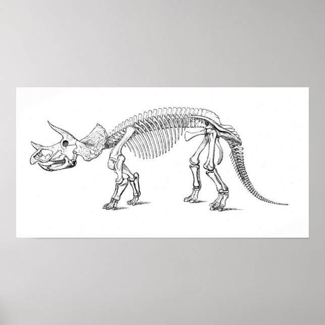 Triceratops Skeleton Poster (Framsidan)