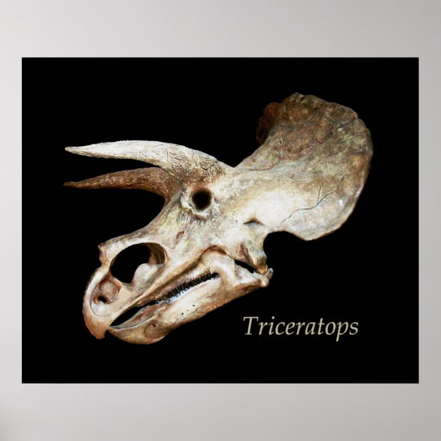 Triceratops Skull Poster (Framsidan)