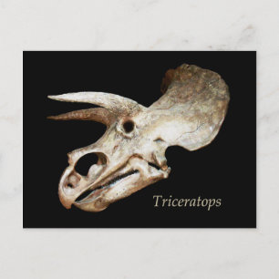 Triceratops Skull-vykort Vykort