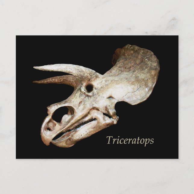 Triceratops Skull-vykort Vykort (Framsida)