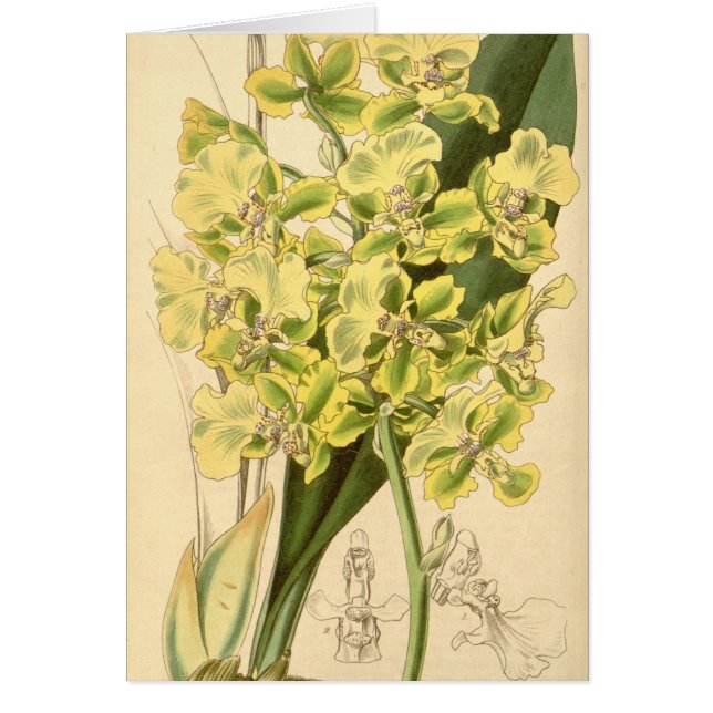 Trichocentrum bicallosum (som den Oncidium Hälsningskort (Framsidan)