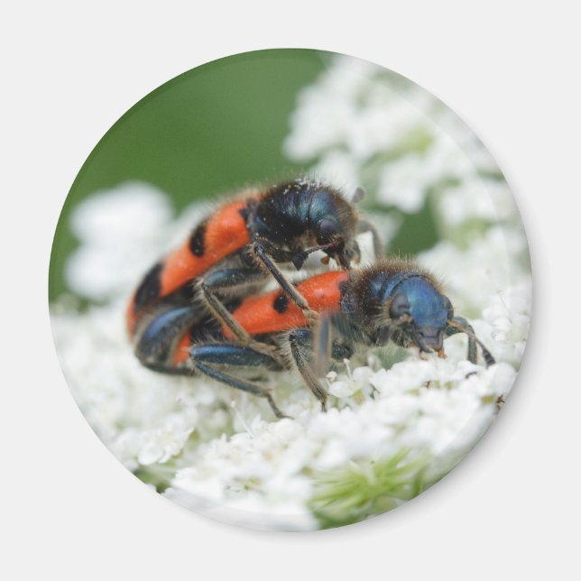Trichodes apiarius magnet (Framsidan)