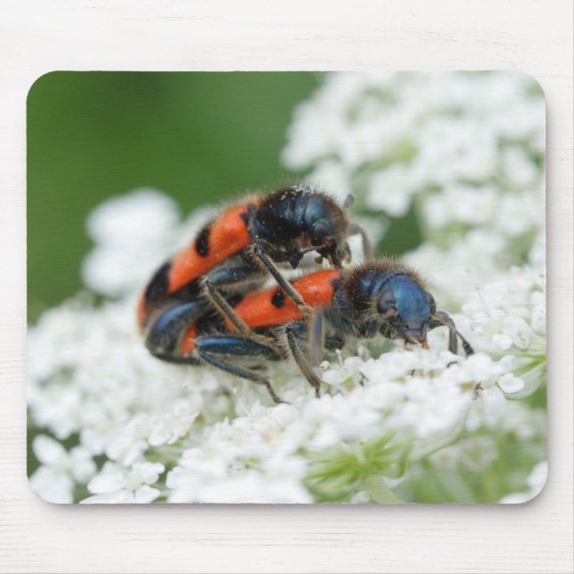Trichodes apiarius musmatta (Framsidan)
