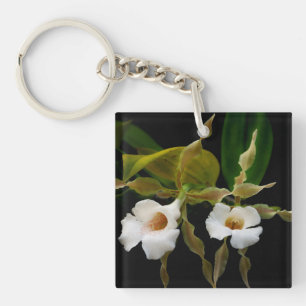 Trichopilia Tortilis