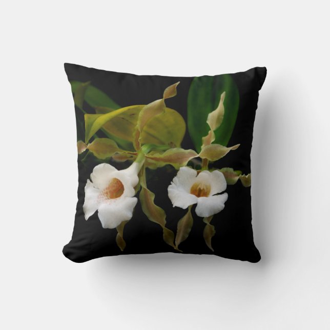 Trichopilia Tortilis Kudde (Framsida)