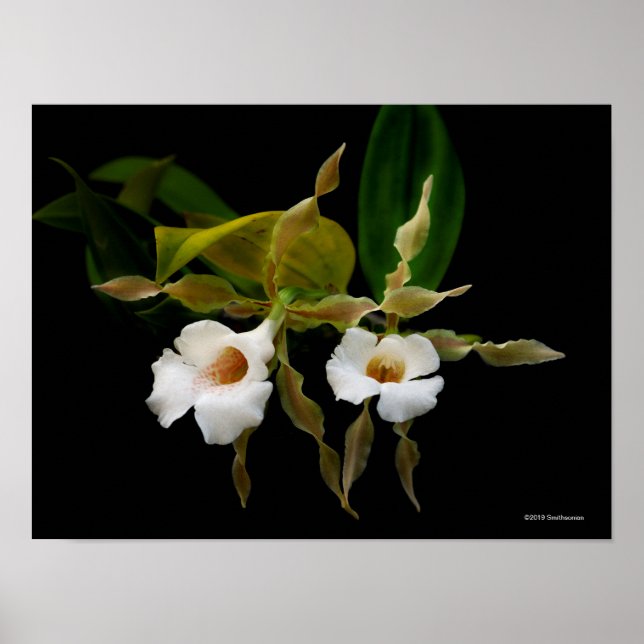 Trichopilia Tortilis Poster (Framsidan)
