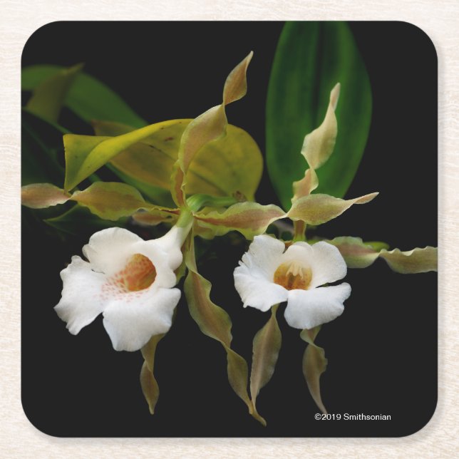 Trichopilia Tortilis Underlägg Papper Kvadrat (Framsidan)