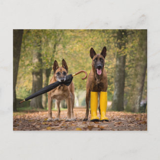 Trick hundar II Vykort