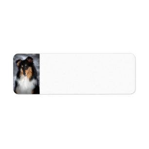 Tricolor Collie Returadress Etikett