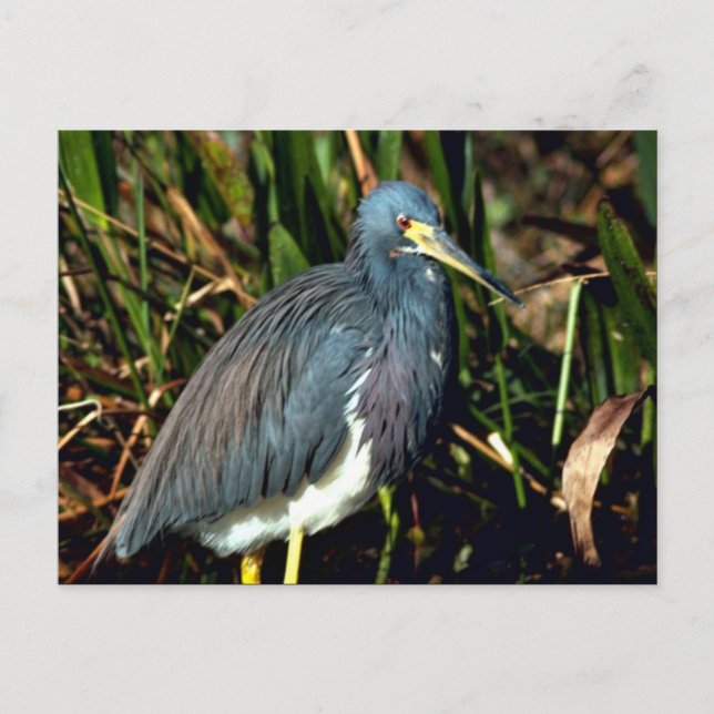 Tricolor Heron Vykort (Framsida)