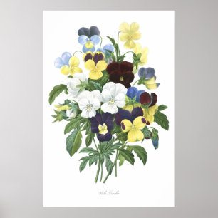 Tricolor HÖGST KVALITETS- botaniskt tryck av