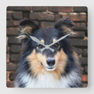 Tricolor Sheltie ansikte Fyrkantig Klocka