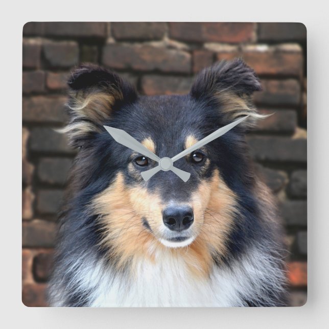 Tricolor Sheltie ansikte Fyrkantig Klocka (Framsida)