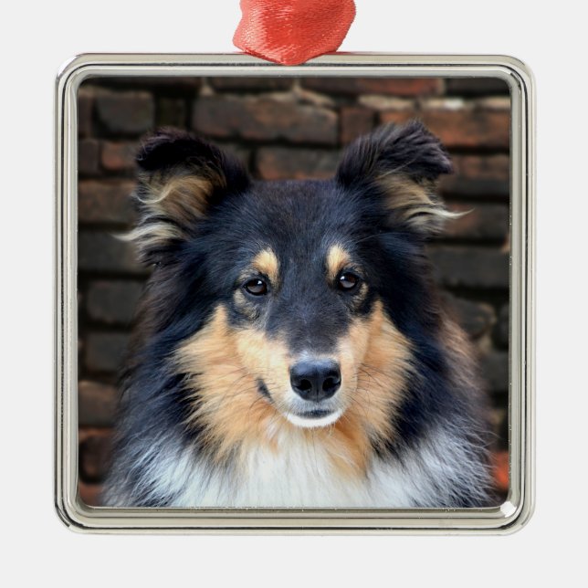 Tricolor Sheltie ansikte Julgransprydnad Metall (Framsidan)