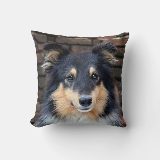 Tricolor Sheltie Kudde (Framsida)