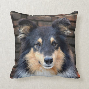 Tricolor Sheltie Kudde