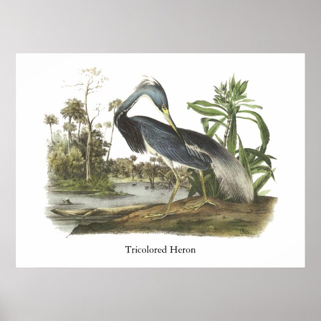 Tricolored Heron, John Audubon Poster (Framsidan)