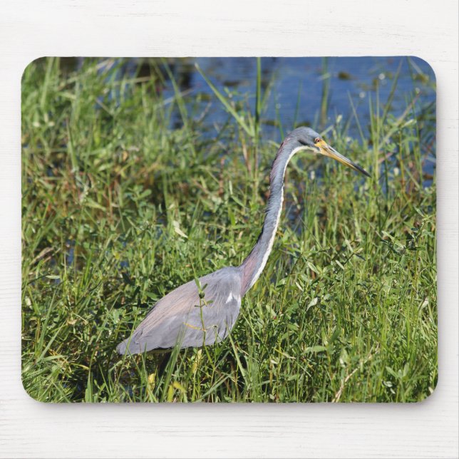Tricolored Heron Musmatta (Framsidan)
